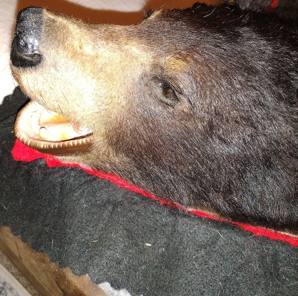 Taxidermy Large Brown Bear Rug, - Picture 11 of 16